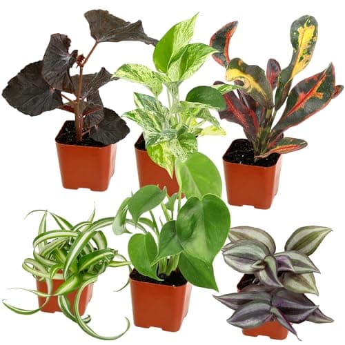 Indoor Plants That Like Shade