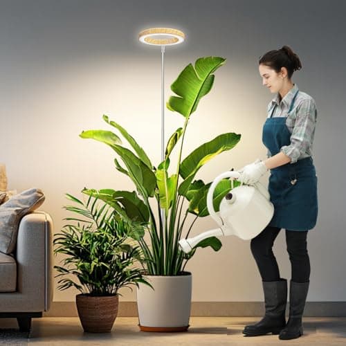 Best Light For Fiddle Leaf Fig