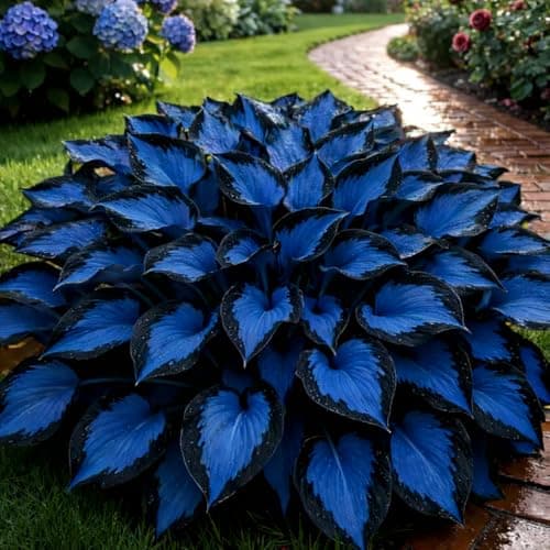 210+ Hosta Seeds - Rare Perennial Flower Seeds for Shade Gardens, Long Blooming Plants for Ground Cover & Containers, Ideal for Shaded Pathways and Borders