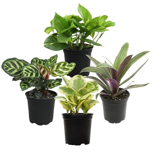 Best Low Light Indoor Plants