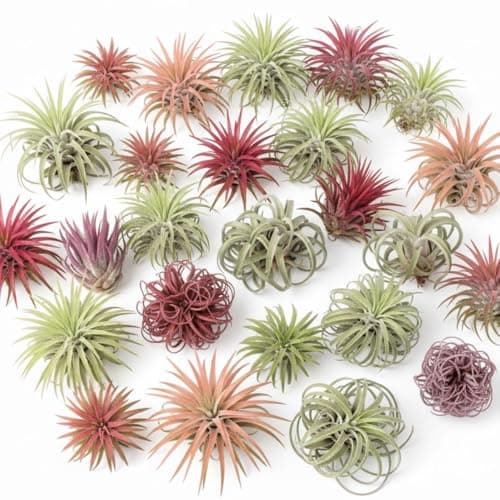 Tillandsia Air Plants, Pack 12 Live Indoor Air Plants, Low Light Tillandsia Houseplants for Terrariums and Decorative Displays