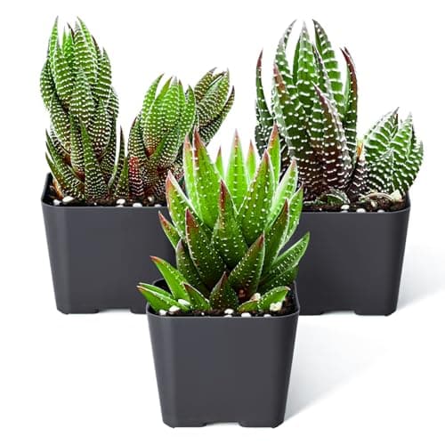 Sprout N Green Haworthia Collection, 3 Live Succulent Plant Fully Rooted in 2inch Starter Pot, Home Office Indoor Outdoor Wedding Decoration DIY Projects Party Favor, Pet-Friendly, Easy to Care