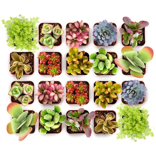 Shop Succulents Endless Summer Succulent Pack Collection - Live Mini Succulent Plants, Low Maintenance, Colors & Textures - Wedding and Party Favors, Gift & Garden, Pack of 20