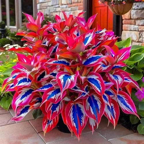Hosta Seeds for Garden, 200 Pieces Perennial Shade Plants, Easy Growing Ornamental Foliage for Borders, Patios, Pots, Gardening Gift