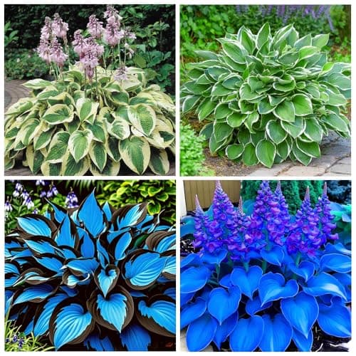 290+ USA PREMIUM Giant Hosta Seeds
