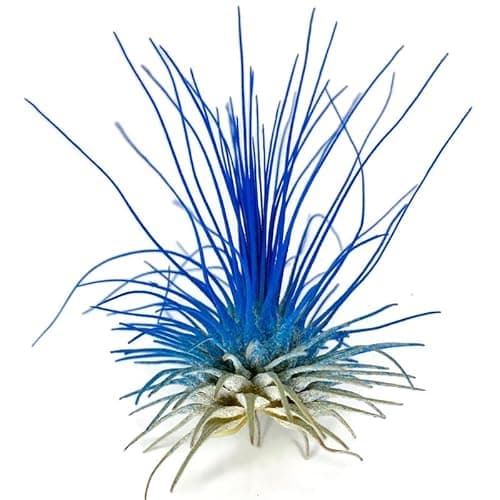 Thin Colored Air Plant, Live Tillandsia House Plant, Easy Care Indoor Outdoor, Great Gift, Healthy Arrival Guaranteed, (Blue)