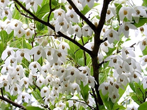 200 Japanese Snowbell Seeds | Styrax Japonicus Tree Seeds