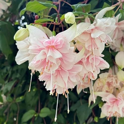 Gardeners Basics Coleus Seeds for Planting (Rainbow Mix) - Heirloom Non-GMO Shade Plants Seeds for Home Gardens, Containers, Hanging Pots, Decorative Borders and More