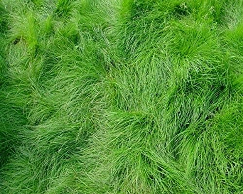 Creeping Red Fescue Lawn Grass Seeds, 1 Pound