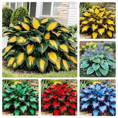 170+ Mix Hosta Seeds for Planting - Perennial Shade Garden Plant Seeds