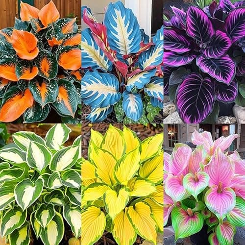 185+ Mixed Color Hosta Seeds for Planting Outdoors- Shade/Cold Tolerant Perennials, Dual Use for Ground Cover & Pots, Low Maintenance Flowers