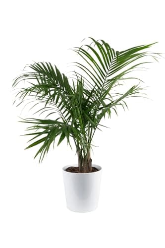 Costa Farms Majesty Palm Live Plant in Decorative Pot, Large Indoor Houseplant, Perfect for Home, Room, or Office Decor, Great House Warming or Birthday Gift, 3-4 Feet Tall