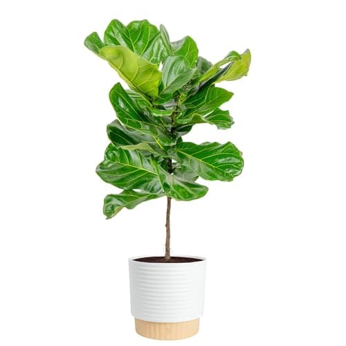 Costa Farms Fiddle Leaf Fig Tree Live Plant in Decorative Pot, Large Indoor Houseplant, Perfect for Home, Room, or Office Decor, Great House Warming or Birthday Gift, 3-4 Feet Tall
