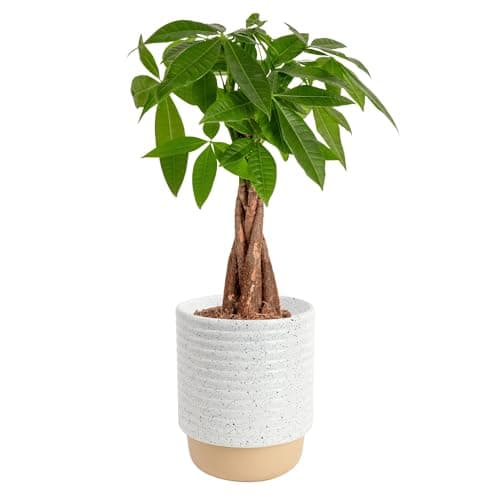 Costa Farms Money Tree Live Plant in Decorative Pot, Air Purifying, Braided Indoor Houseplant, Perfect for Home, Room, or Office Decor, Great House Warming or Birthday Gift, 12-16 Inches Tall