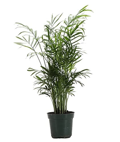 Thorsen's Greenhouse Parlor Palm Plant, Live Indoor Plant, Neanthe Bella Palm, Natural Air Purifier, Easy to Grow, Pet Safe Plant, 4-inch Diameter Pot