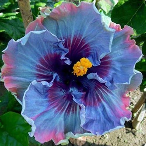 KVITER 30 Hibiscus Seeds for Planting – Rare Fairy Dust Blooms – Perennial Flower Seeds to Plant Outside – Stunning Hibiscus Flowers Heirloom Seed for Outdoor Garden, Containers and Flower Beds