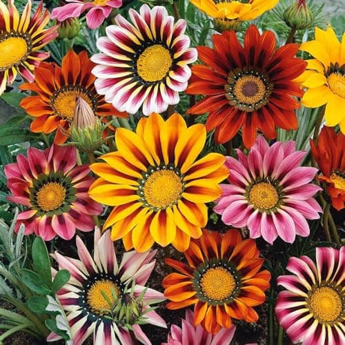 300 Gazania Seeds Mix Heat & Drought Tolerant Garden Flower & Ground Cover Plants