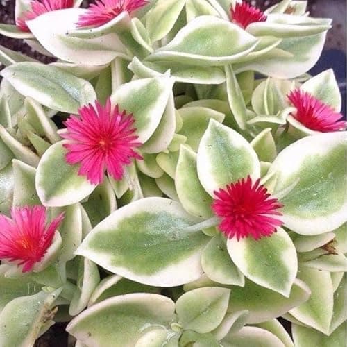 Variegated Aptenia (Variegated Baby Sun Rose) - Pack of 2-5-9" Live Plants - Heartleaf Ice Plant for Hanging Baskets - Drought Tolerant Succulent Groundcover Zone 9-11 - Bright Red Flowers