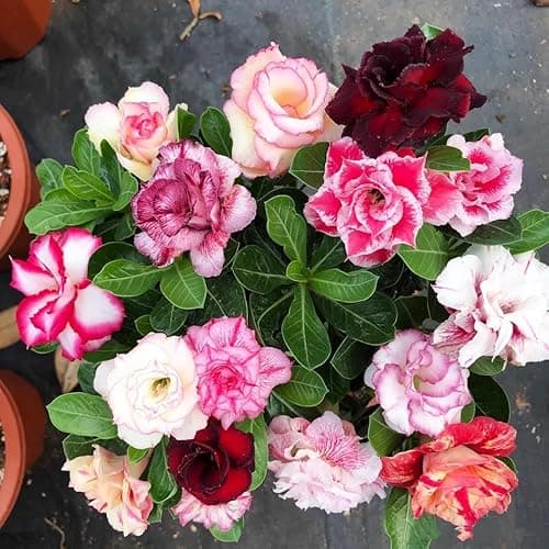 100 Pcs Mixed Color Desert Rose Seeds (Adenium Obesum) - Hardy Perennial Exotic Flower Seeds, Thrives in Full Sun & Dry Soil, Easy Growing for US Gardens